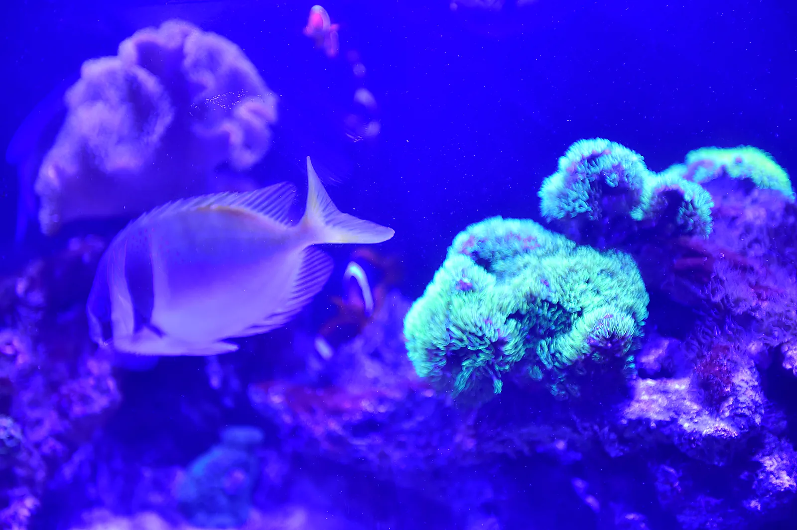 Our aquarium